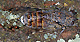 Cicada orni