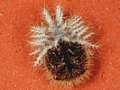 Cassidinae, Indet. sp. - pupa