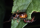 Indet. sp. (Hymenoptera:Apidae)