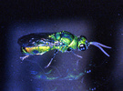 Indet. sp. (Hymenoptera:Chrysidae)