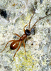 Indet. sp. (Hymenoptera:Tiphiidae)
