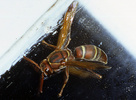 Indet. sp. (Hymenoptera:Vespidae)