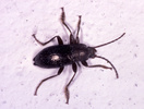 Indet. sp. (Coleoptera:Carabidae)
