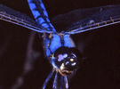 Indet. sp. (Odonata:Libellulidae)