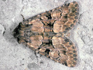 Lasionycta calberlai