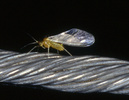 Indet. sp. (Homoptera:Aphididae)