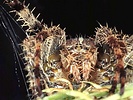 Araneus diadematus - face