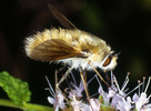 Indet. sp. (Diptera:Bombyliidae)