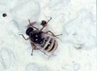 Indet. sp. (Diptera:Acroceridae)