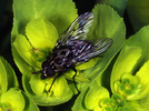 Indet. sp. (Diptera:Anthomyiidae)