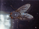 Indet. sp. (Diptera:Calliphoridae)