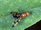 Indet. sp. (Diptera:Heleomyzidae)