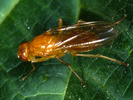 Indet. sp. (Diptera:Scatophagidae)