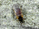 Indet. sp. (Diptera:Erinnidae)