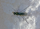Indet. sp. (Diptera:Rhagionidae)