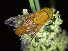 Indet. sp. (Diptera:Tabanidae)