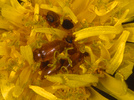 Indet. sp. (Coleoptera:Byturidae or Dascillidae)