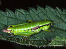 Odontopodisma sp. (Orthoptera:Acrididae)