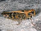 Calliptamus italicus