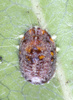 Indet. sp. (Homoptera:Coccidae)