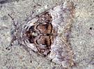 Colocasia coryli