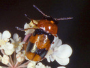 Coptocephala scopolina