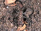 Indet. sp. (Coleoptera:Cicindelidae)