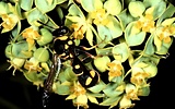 Eumenes pedunculatus