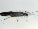 Indet. sp. (Plecoptera:Nemouridae)
