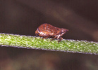 Indet. sp. (Homoptera:Issidae)