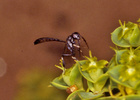 Indet. sp. (Hymenoptera:Gasteruptiidae)