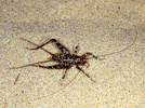 Paragryllodes sp. nymph (Orthoptera:Gryllidae)