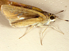 Indet. sp. (Lepidoptera:Hesperiidae)