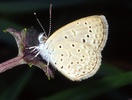 Indet. sp. (Lepidoptera:Lycaenidae)