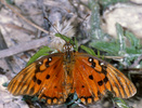Indet. sp. (Lepidoptera:Nymphalidae)