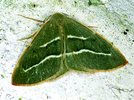 Hylaea fasciaria