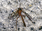 Ophion sp.