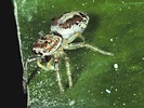 Icius hamatus - female