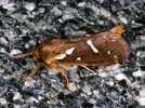 Korscheltellus lupulinus