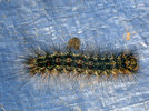 Lymantria dispar (larva)