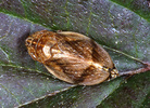 Lepyromia coleoptrata