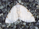 Lomographa bimaculata