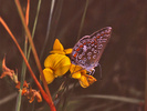 Lysandria bellargus