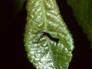 Cerura vinula, 1st instar larva