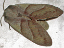 Macrothylacia rubi