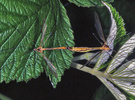 Indet. sp. (Diptera:Tipulidae)