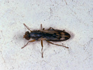 Opomyza germinationis