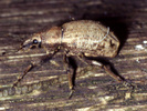 Otiorrhynchus ligustici