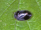 Penthima nigra