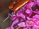 Indet. sp. (Coleoptera:Alleculidae)